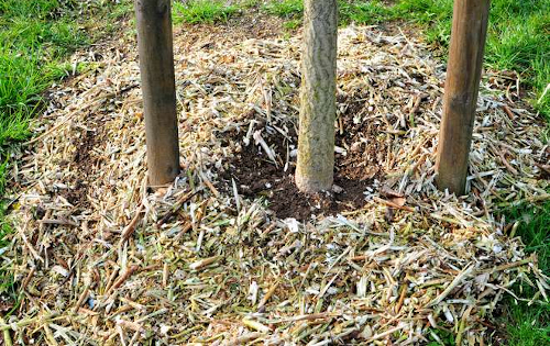 paillage constitué de broyat de broyeur vegetaux